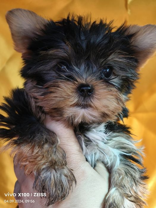 Продам йоркширского терьера.