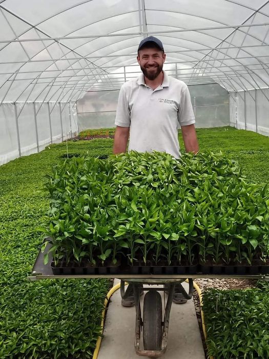 Răsăduri legume pentru angro