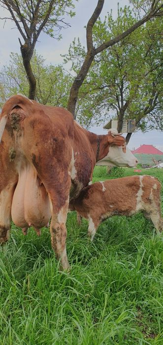 Vand 3 vaci bălțate romnești fătae tote 3