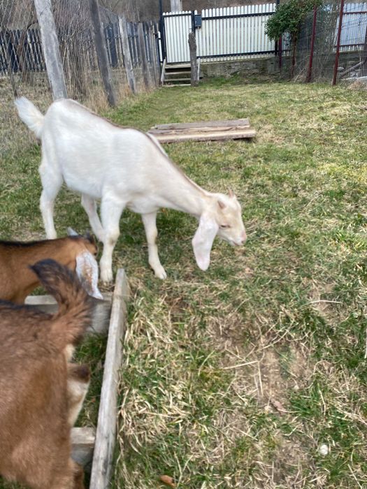 Iezi Anglo nubian metis cu alpin francez