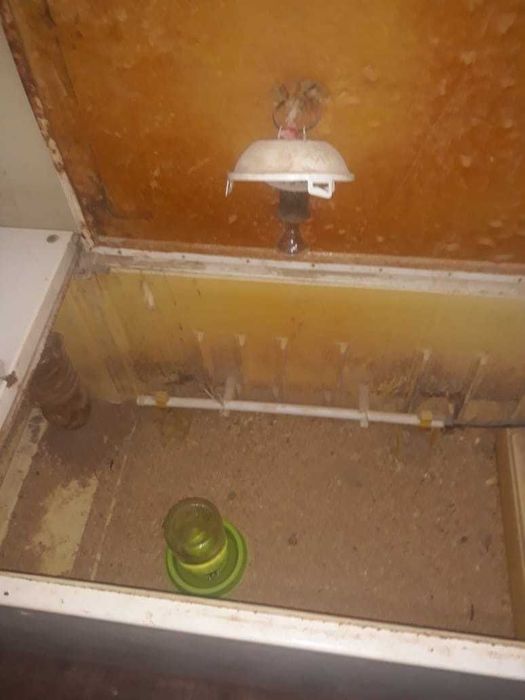 Продам перепелиную ферму