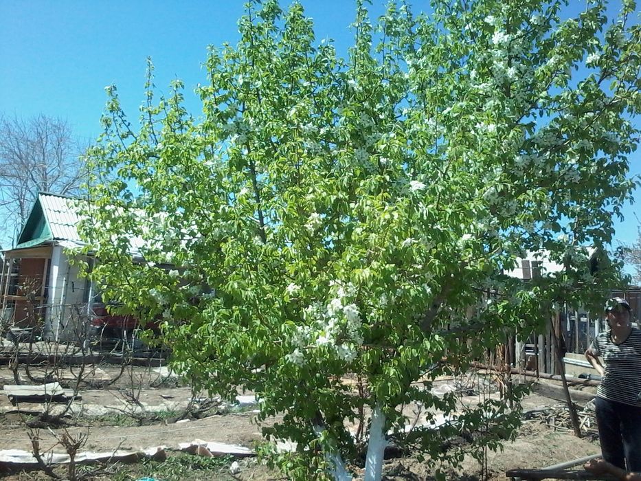 Продам дачу на первой водоколонке