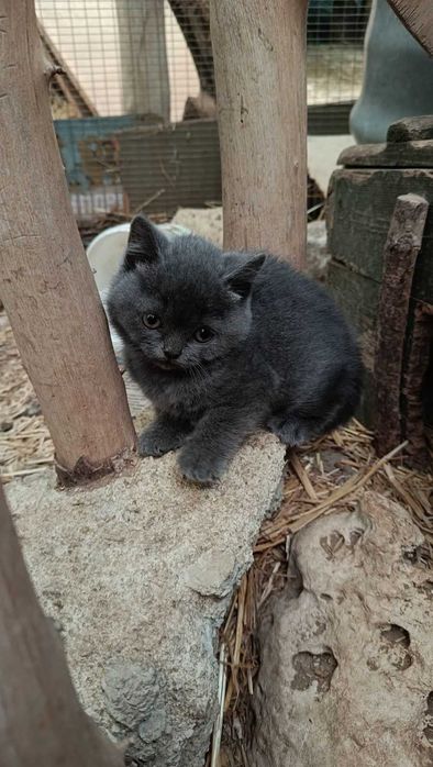 Британско котенце