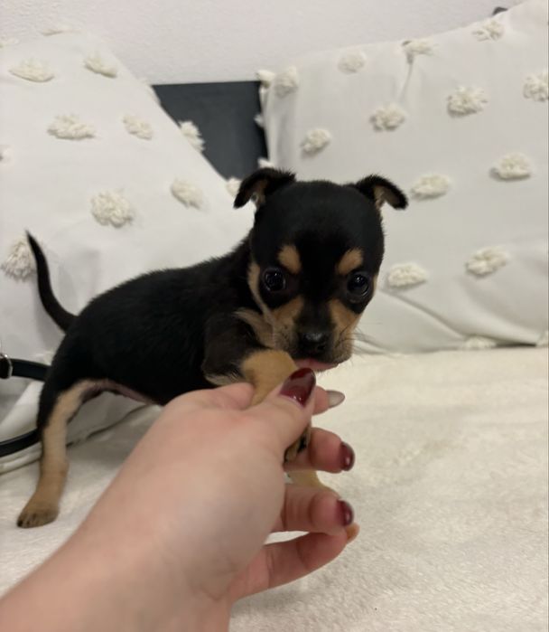 Продавам женски мини чиху-пинчер