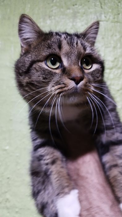 Отдам в добрые руки