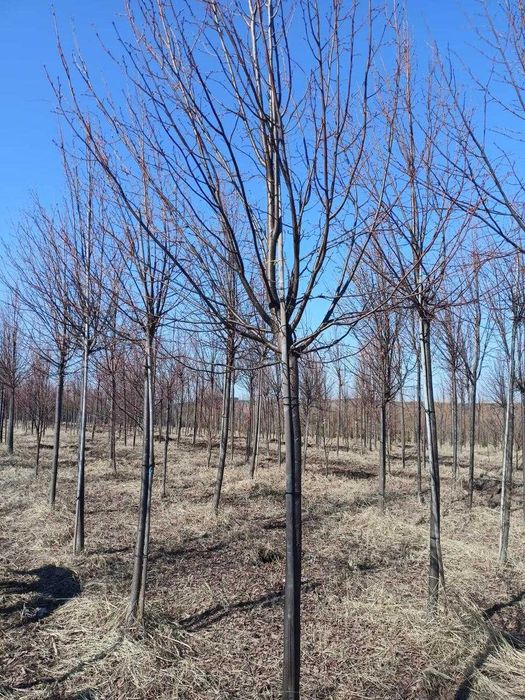 сосны .лиственные деревья