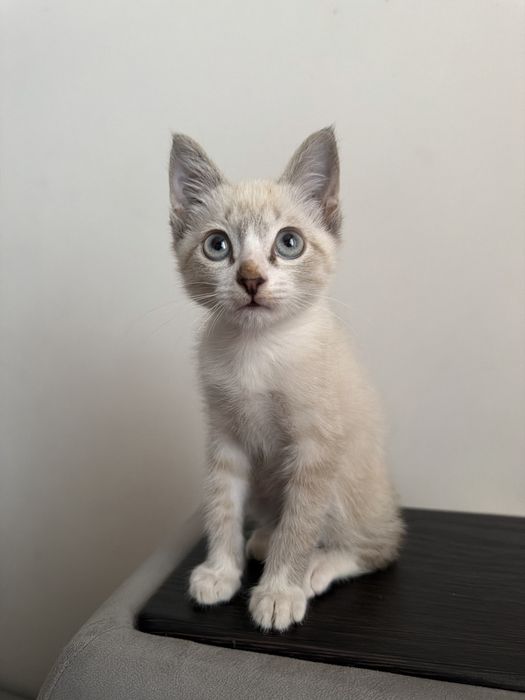 Отдам котика бесплатно