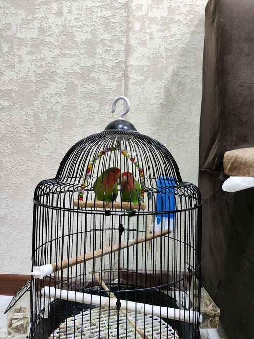 Продам срочно двух птиц