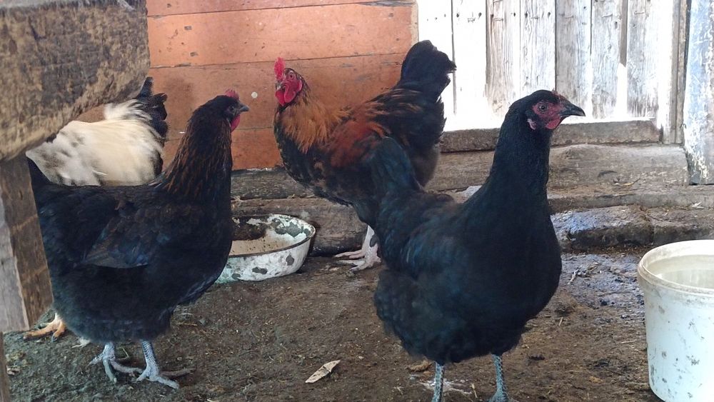 Тез арада сатылады