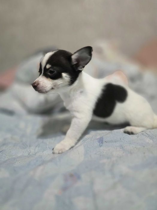 Пинчери 2 женски