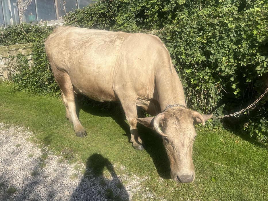 Vaca de vanzare rasă grea
