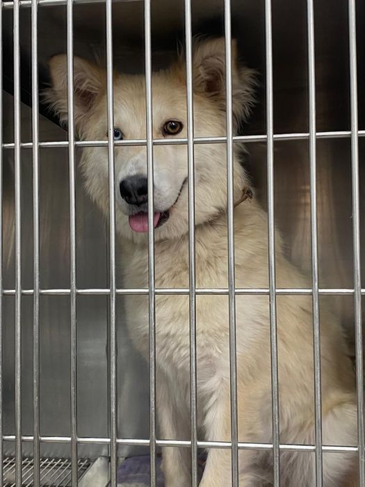 Собака Аманда в добрые руки!