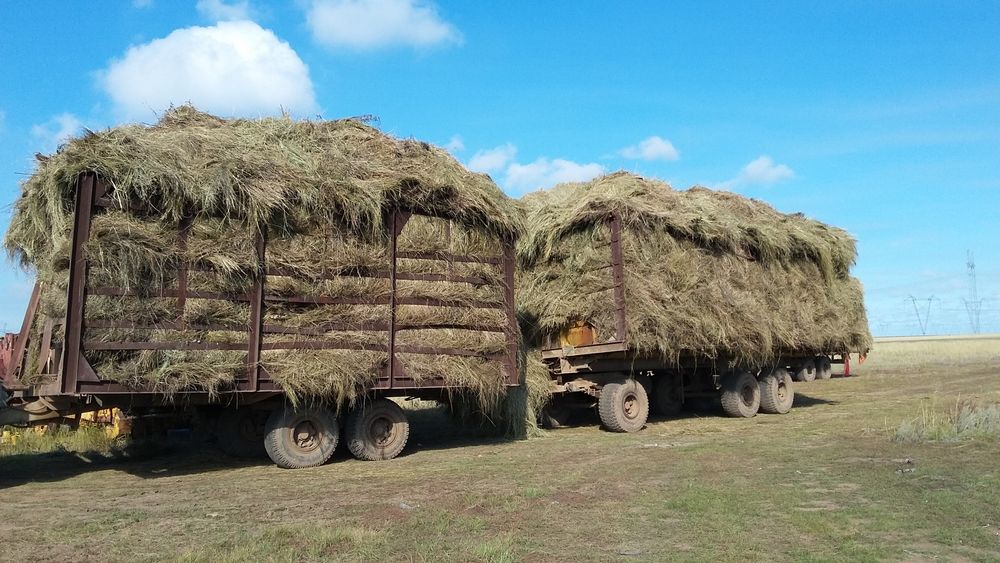 Продам сено россыпью разнотравье
