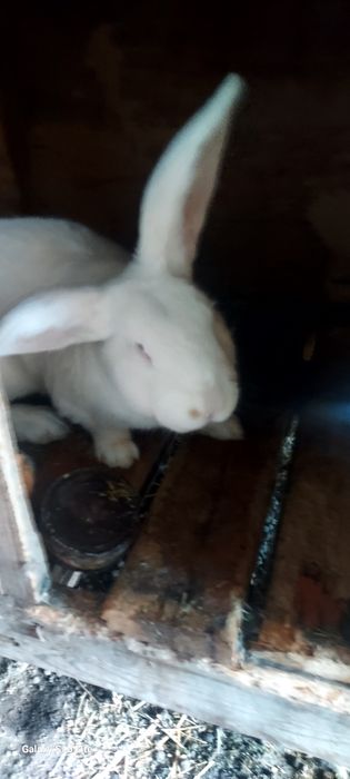Срочна продам, кроликав
