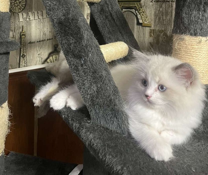 Мъжко коте Регдол
