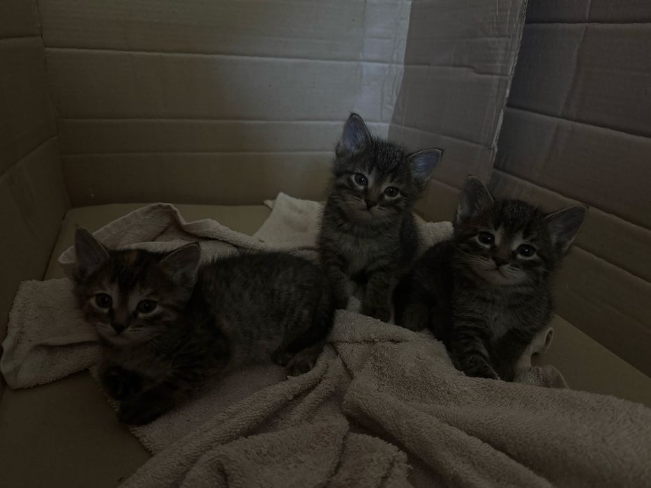 В добрые руки котятя