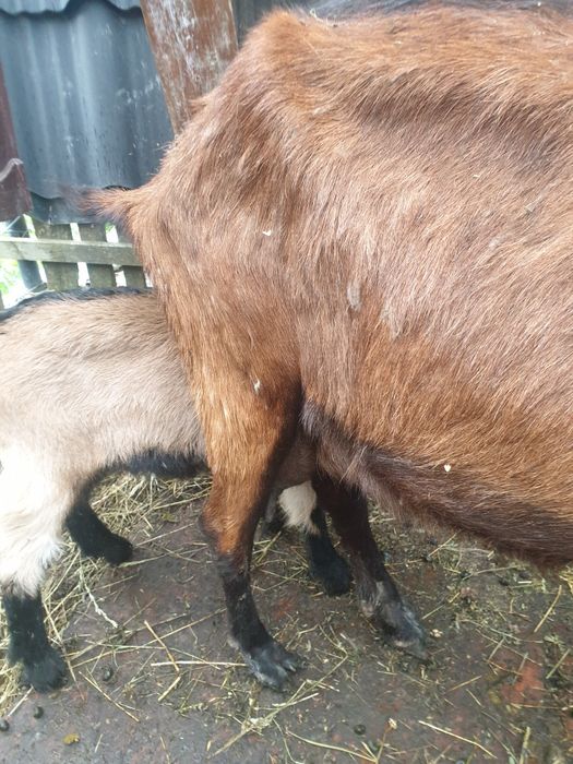 Vând capra alpin franceza, ciuta genetic la a treia fatare,