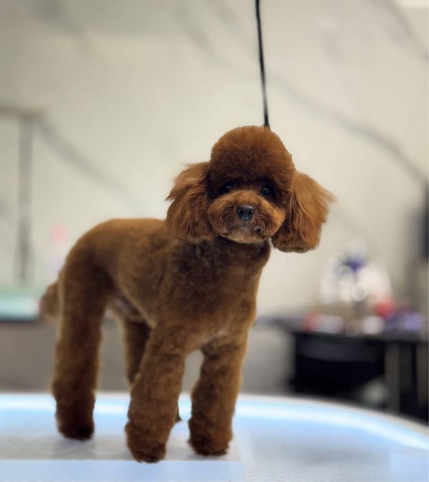 Пудел Той / Toy poodle