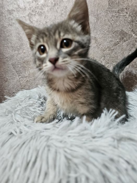 Девочка красавица