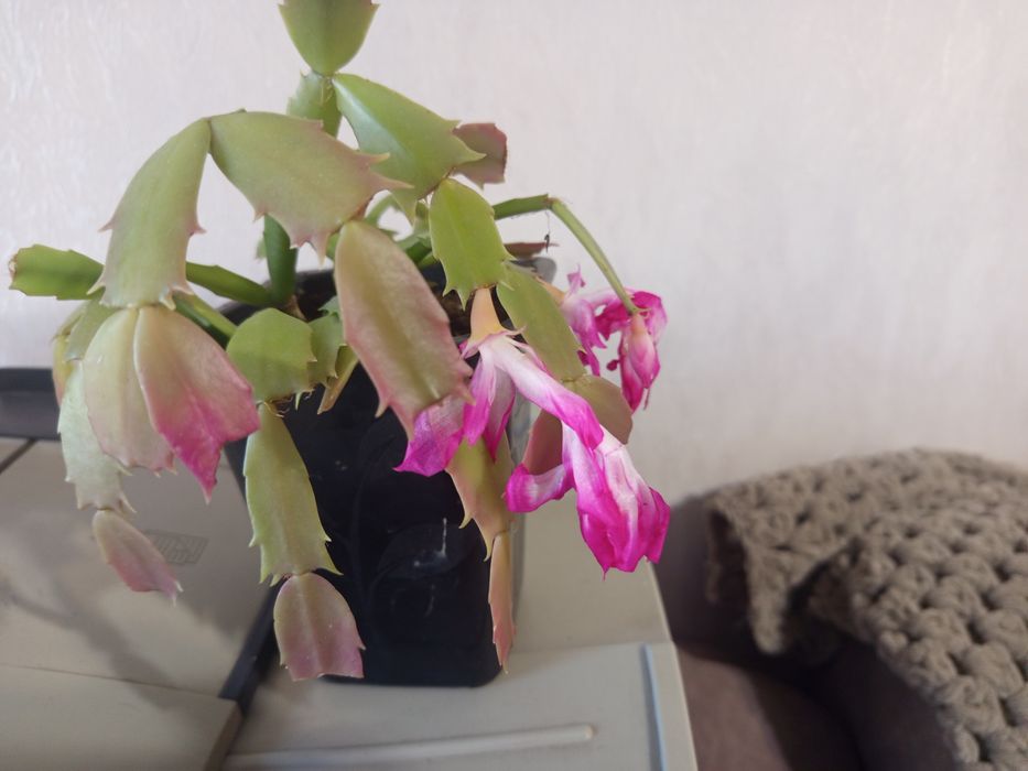 Продам комнатные растения