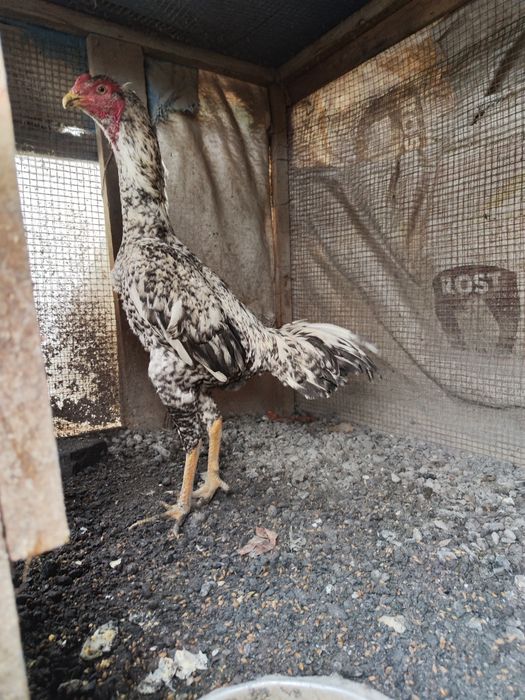 бойцы дакан шамо