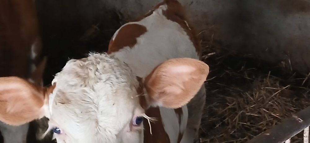 Vitei dela  3  saptamani-3 luni