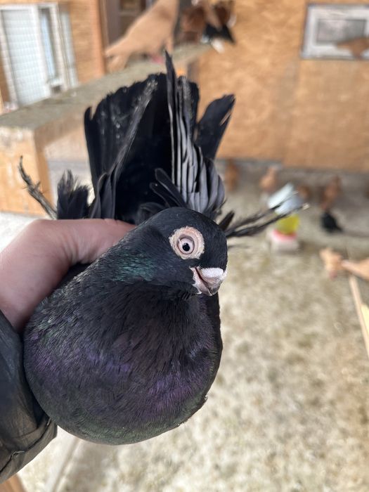 Продам  голубей!