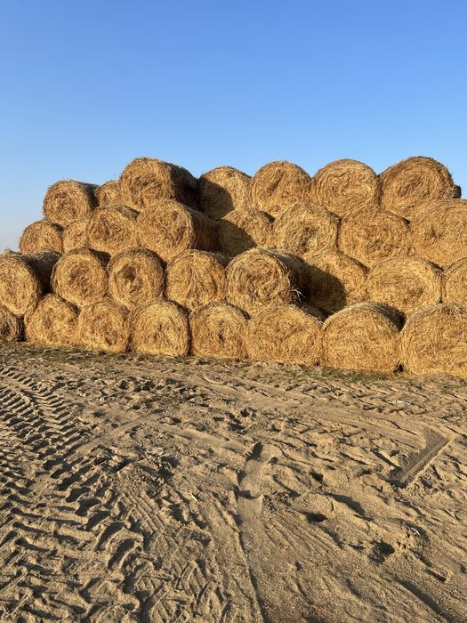 Люцерна Зерно Кукурузы