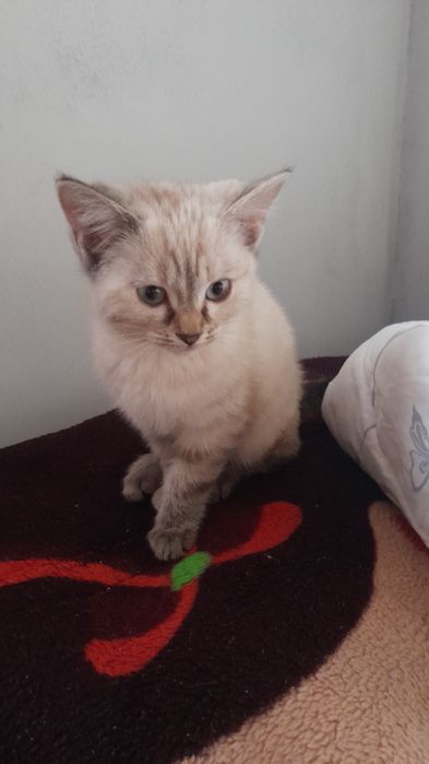 Котятам уже 4 месяца забирайте сразу 2 шт