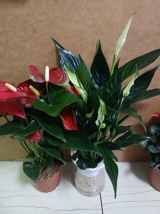 Цветущие комнатные растения