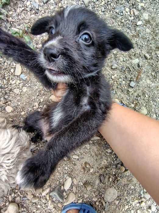 Donez cățelusi spre adopție