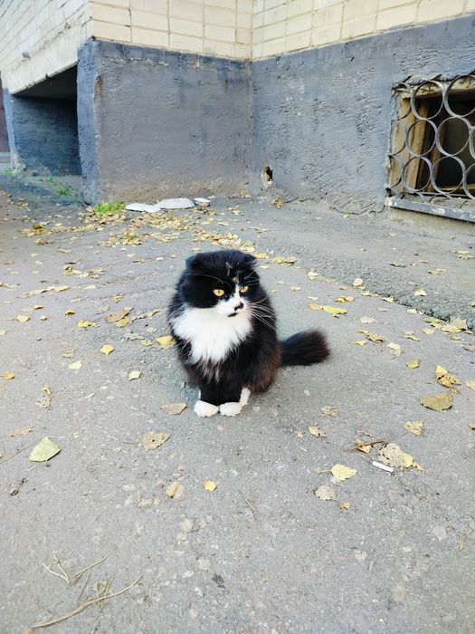Очень красивый шотландец