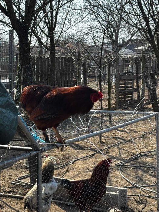 Cocosi de vanzare : Rasa Austrolop, Matase Japoneza , Araucana