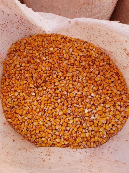 Vand porumb! Asigur transport numai la 6 tone minim!