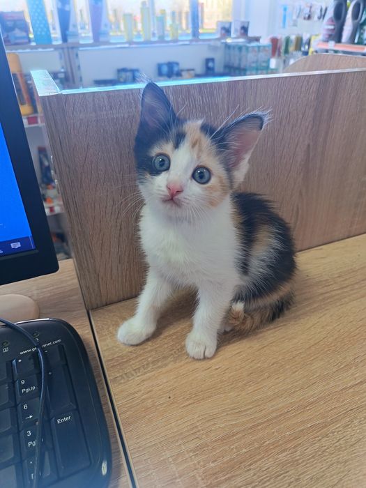 Отдам девочку, в добрые руки