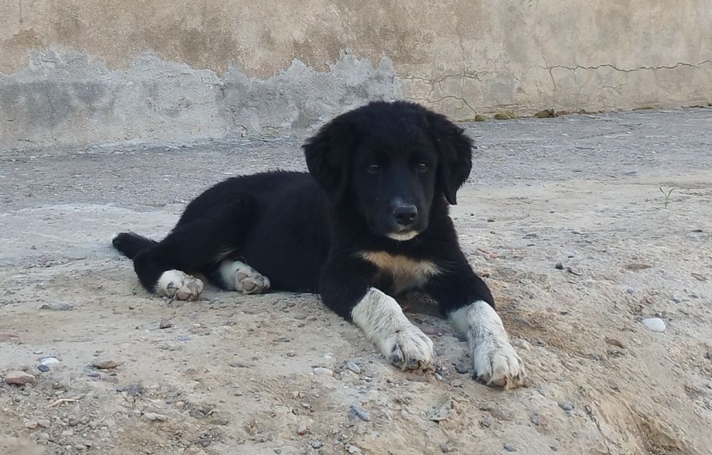 Zotli Lablador Ovchi kuchuk