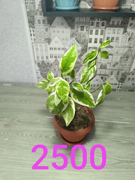 Продам недорого цветы