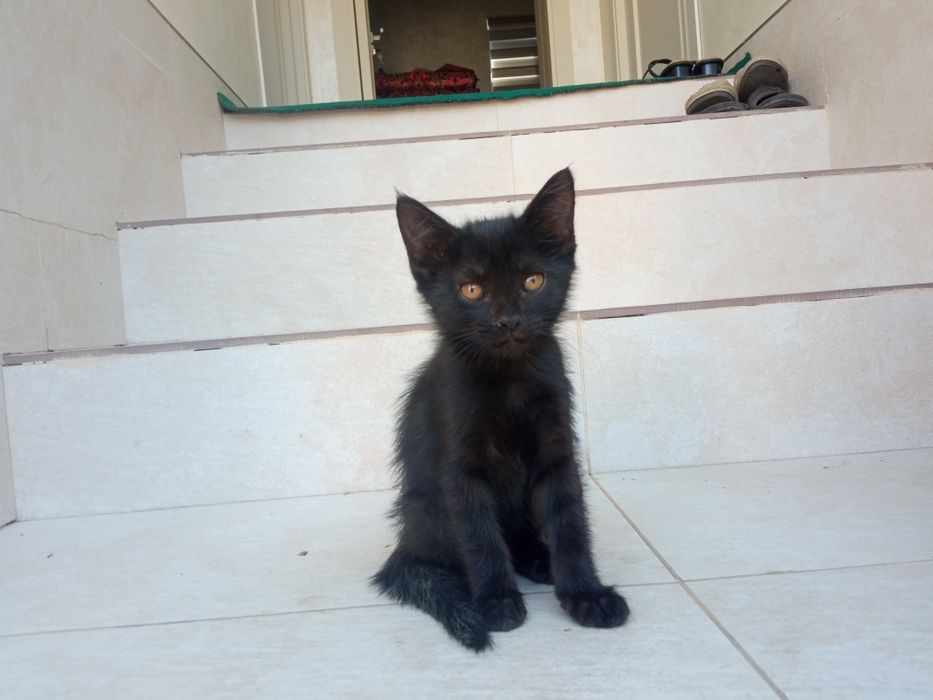 Mushukchalar hadya / Отдам котят в добрые руки