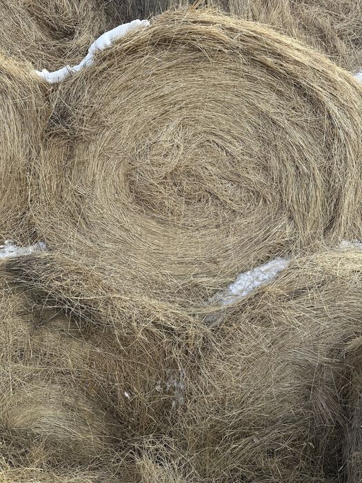 Сено в рулонах житняк