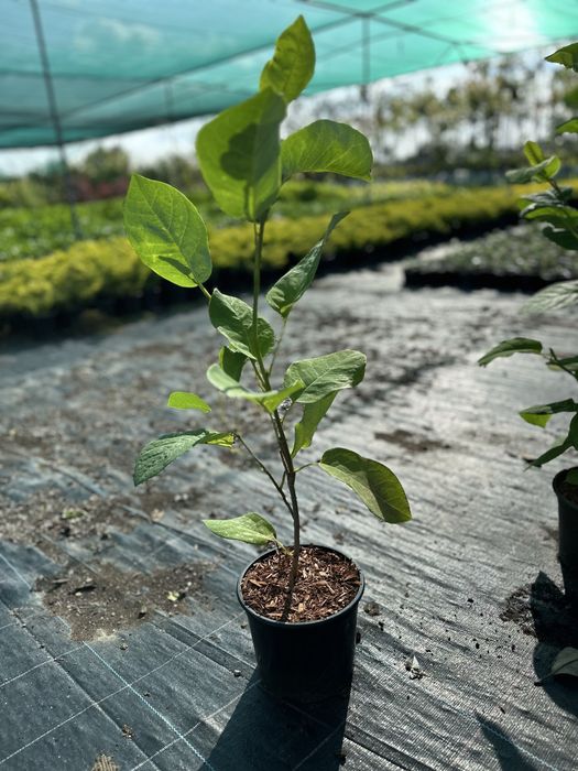 Магнолия 6 сорта