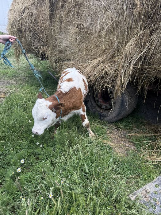 Vand vitei sugari /semi intarcați
