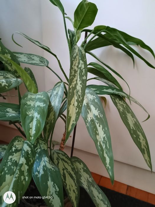Драцена  и 2 бр.аглаонема, 70см красиви, добре отглеждани стайни цветя