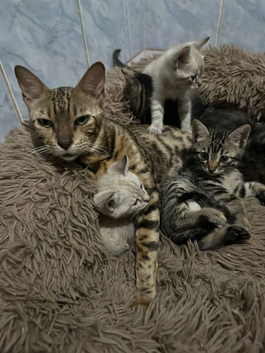 Продам бенгальских котят