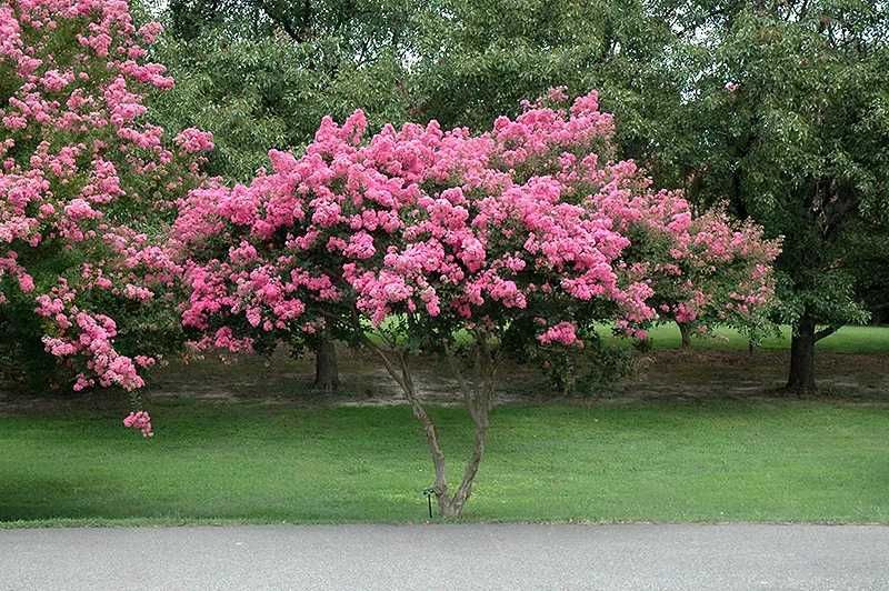 Liliac indian lagerstroemia roz rosu  alb lila