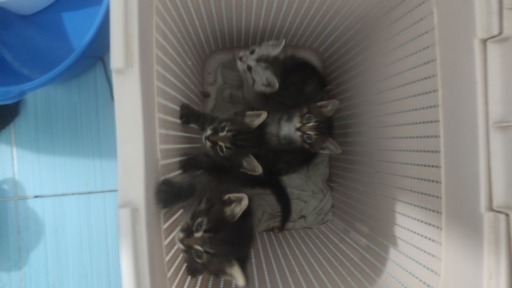 Отдам котят месяц