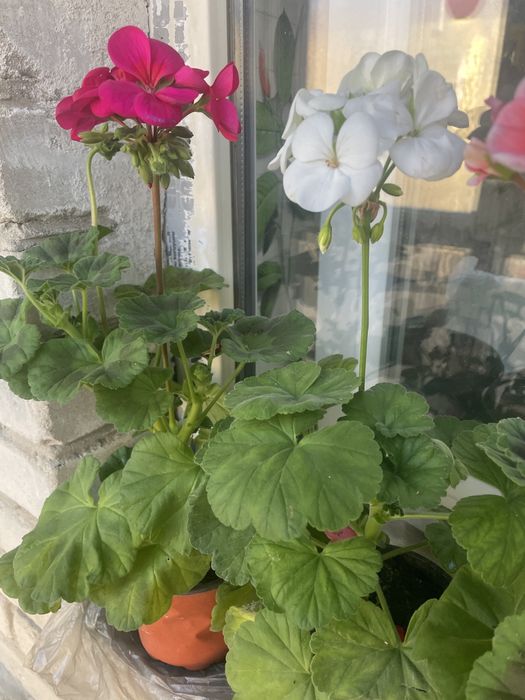 Герань - комнатное растение