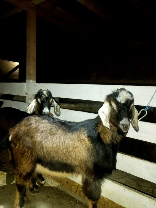 Vand IEZI Metis de Anglonubian de Prăsilă sau de sacrificat