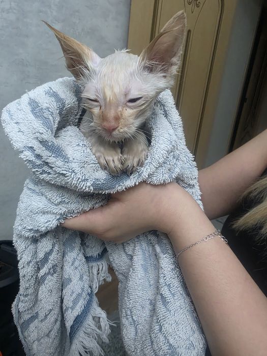 Котёнок  3-4 месяц