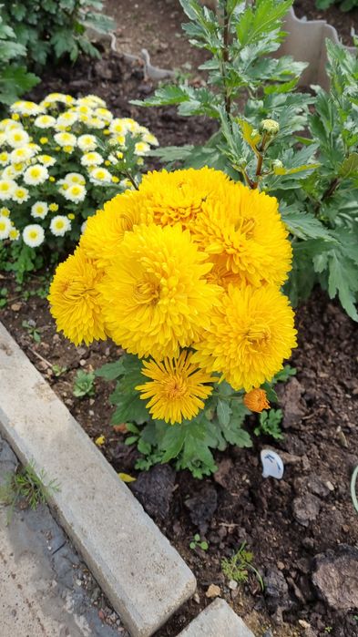 Продам георгины , хризантемы