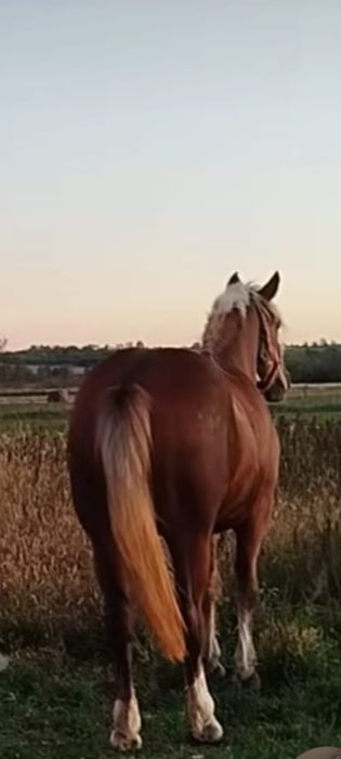 Cai de vânzare animale